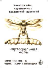 Phthorimaea operculella 