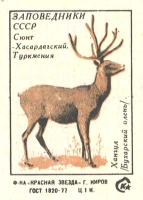 Bukhara deer
