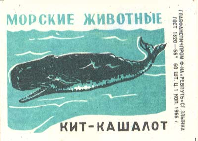 Cachalot (Sperm-whale)