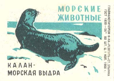 Kalan - Sea otter