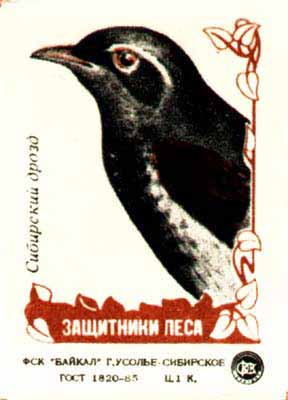 Siberian thrush