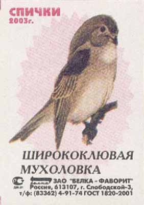 Wide-beak flycatcher