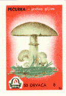 True mushroom