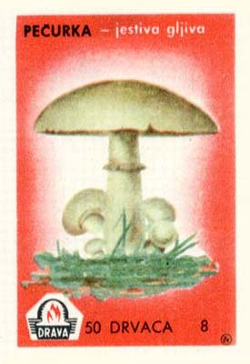 True mushroom